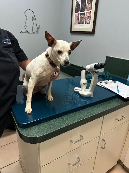 Animal Eye Associates of St. Louis- Ellisville Picture 5