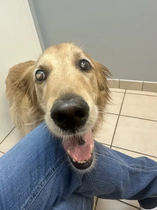 Animal Eye Associates of St. Louis- Ellisville Picture 3