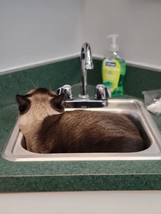 Animal Eye Associates of St. Louis- Ellisville Picture 2