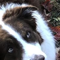 Westglen Animal Hospital ico