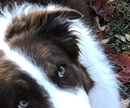 Westglen Animal Hospital