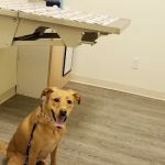 Arch Animal Hospital