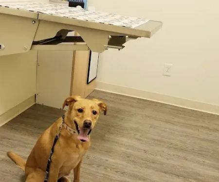 Arch Animal Hospital