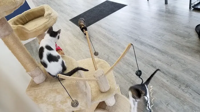 Arch Animal Hospital Picture 5