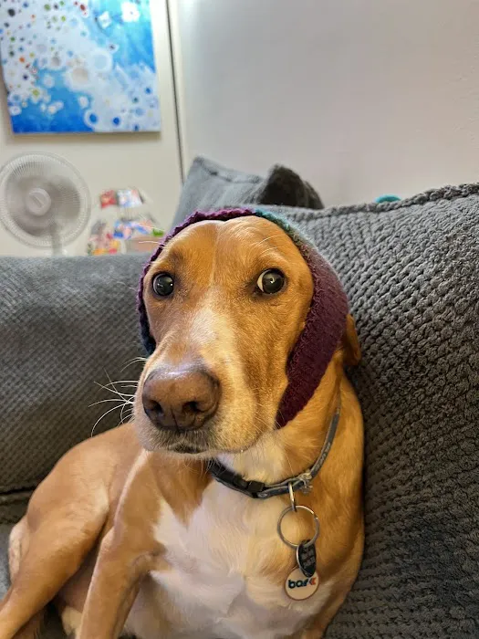 Arch Animal Hospital Picture 4