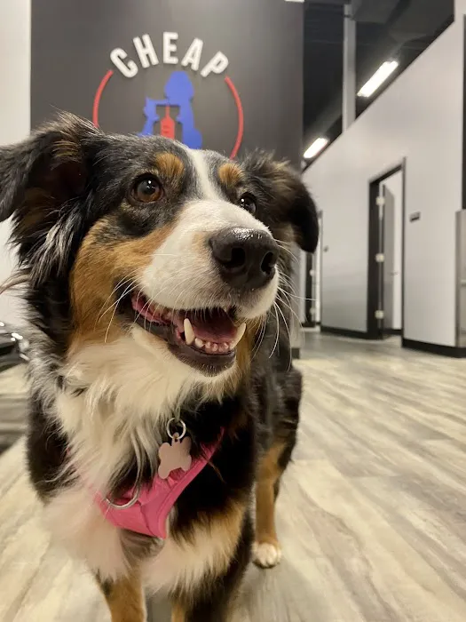 Cheap Pricks Picture 9