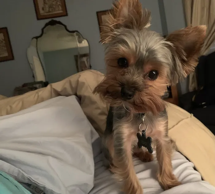 Cheap Pricks Picture 5