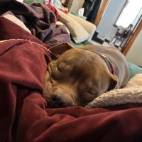 Bentley Animal Hospital ico