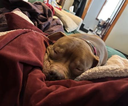 Bentley Animal Hospital