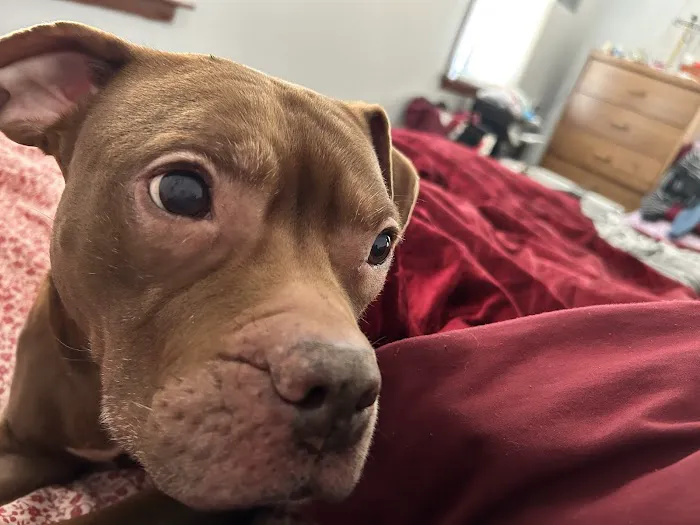 Bentley Animal Hospital Picture 4