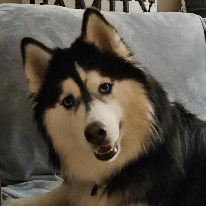 Bentley Animal Hospital Picture 9