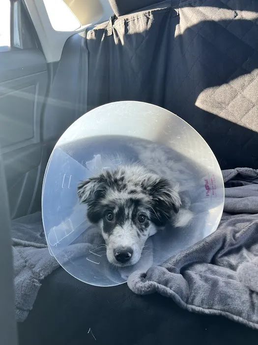 Mexico Road Animal Hospital Picture 3