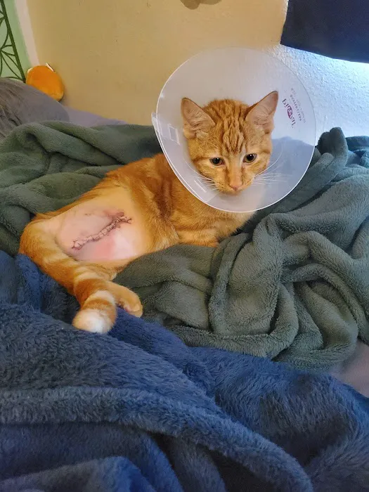 Mexico Road Animal Hospital Picture 2