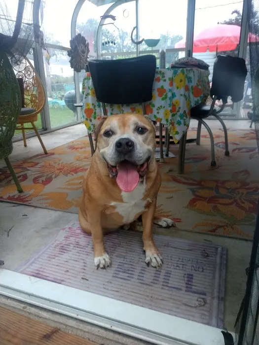 Mexico Road Animal Hospital Picture 7