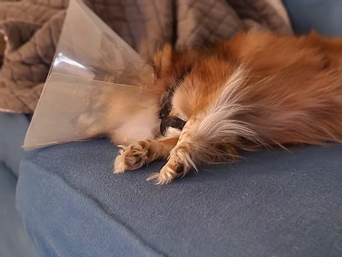 Mexico Road Animal Hospital Picture 10