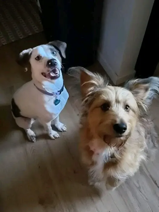 Banfield Pet Hospital Picture 6