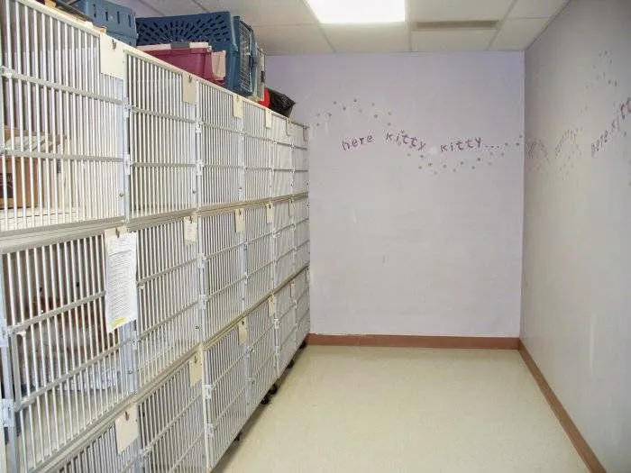 VCA All Creatures - Cloud Animal Hospital Picture 1