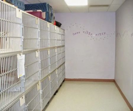 VCA All Creatures - Cloud Animal Hospital