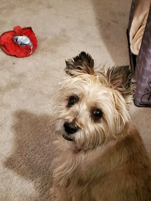 VCA All Creatures - Cloud Animal Hospital Picture 2