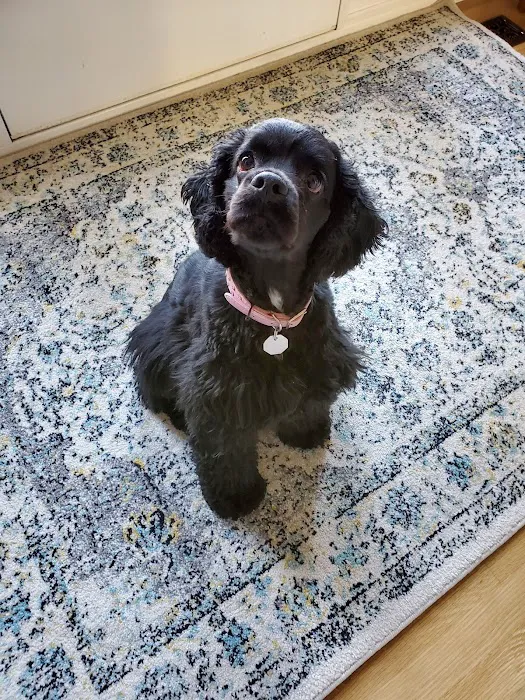 VCA All Creatures - Cloud Animal Hospital Picture 3