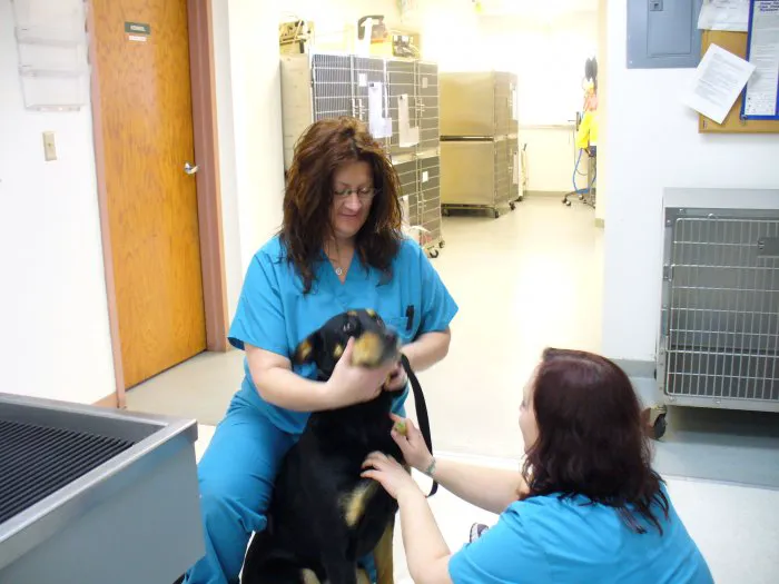 VCA All Creatures - Cloud Animal Hospital Picture 5