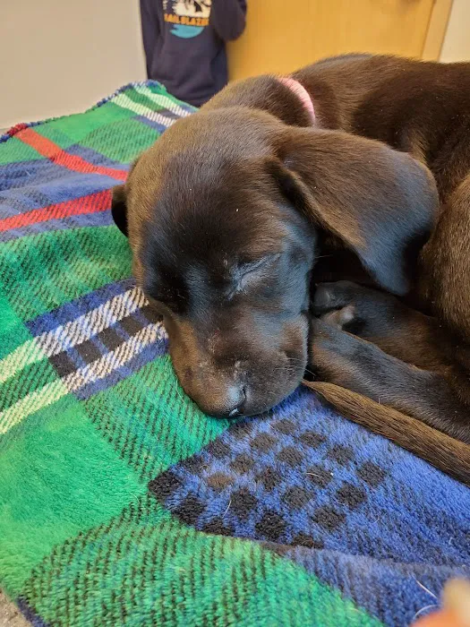 O'Fallon Veterinary Medical Center Picture 2