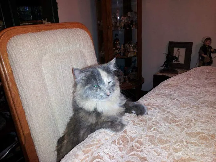 O'Fallon Veterinary Medical Center Picture 3