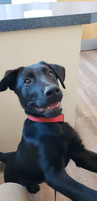 O'Fallon Veterinary Medical Center Picture 1