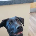 O'Fallon Veterinary Medical Center