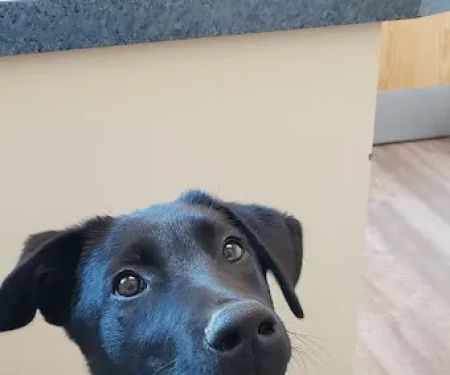 O'Fallon Veterinary Medical Center