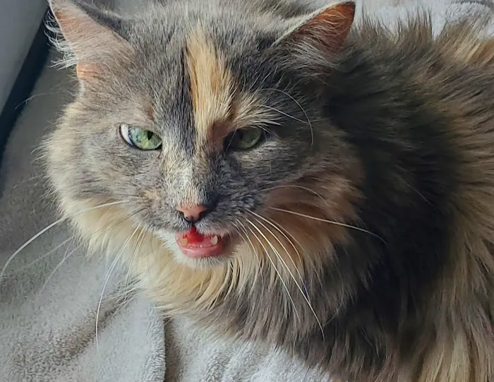 O'Fallon Veterinary Medical Center Picture 5