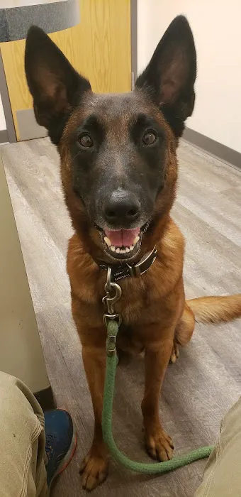 O'Fallon Veterinary Medical Center Picture 7