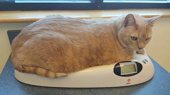 O'Fallon Veterinary Medical Center Picture 6