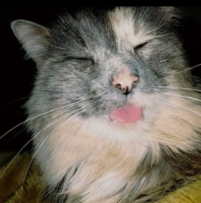 O'Fallon Veterinary Medical Center Picture 8