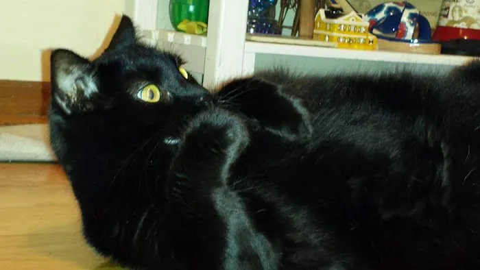 O'Fallon Veterinary Medical Center Picture 4