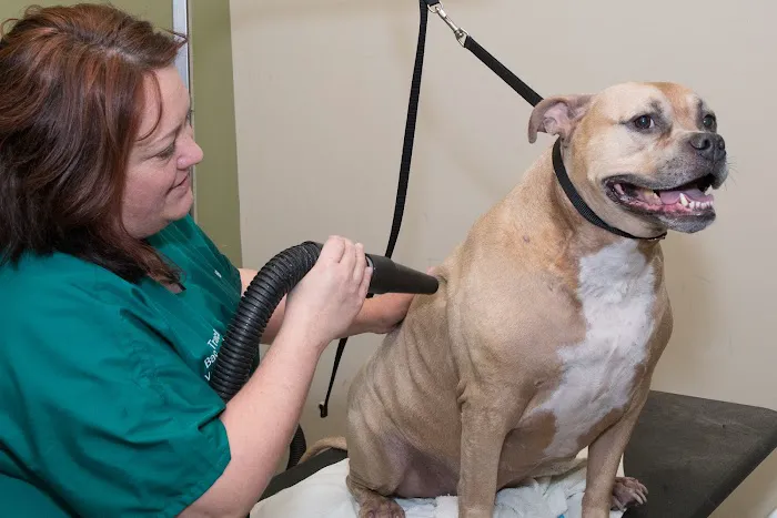 Back on Track Veterinary Hospital & Rehabilitation Center Picture 2