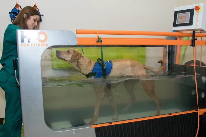 Back on Track Veterinary Hospital & Rehabilitation Center Picture 9