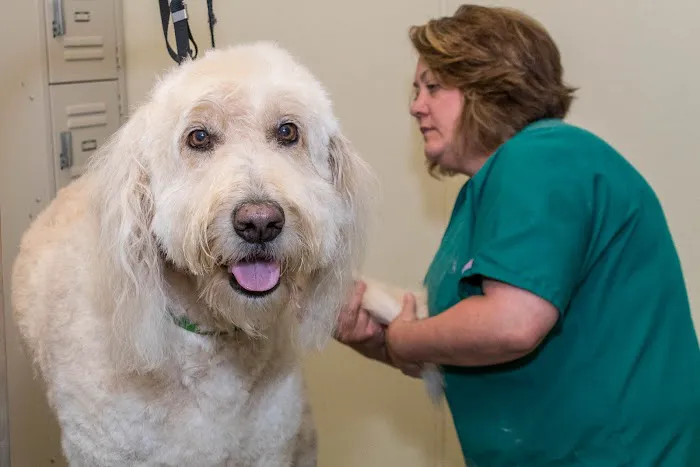 Back on Track Veterinary Hospital & Rehabilitation Center Picture 8