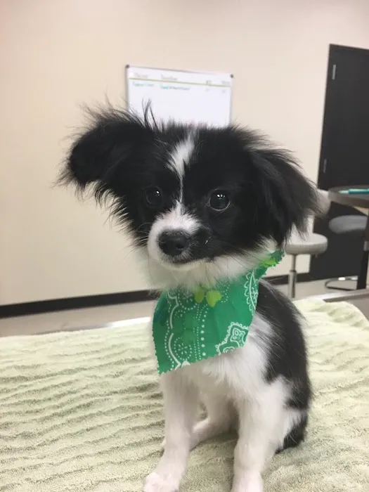 Back on Track Veterinary Hospital & Rehabilitation Center Picture 5