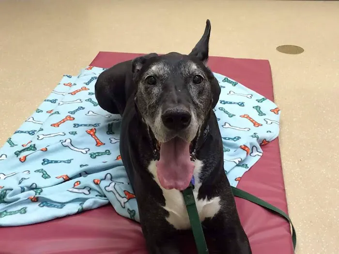 Back on Track Veterinary Hospital & Rehabilitation Center Picture 7