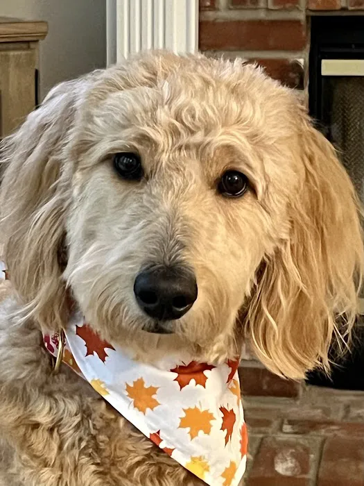 Gentle Doctor Animal Hospital Picture 1