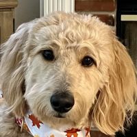 Gentle Doctor Animal Hospital ico