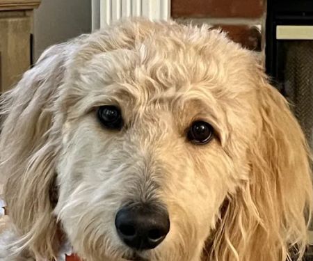 Gentle Doctor Animal Hospital