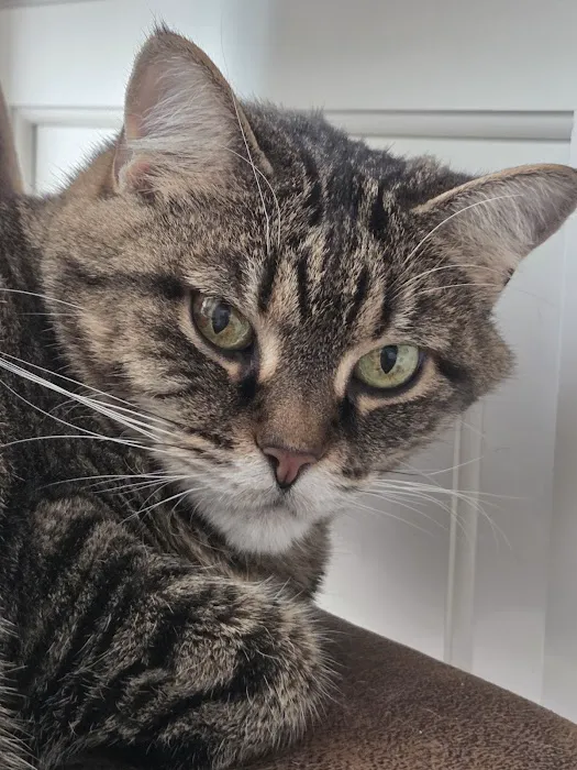 Gentle Doctor Animal Hospital Picture 2