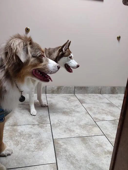 Gentle Doctor Animal Hospital Picture 3