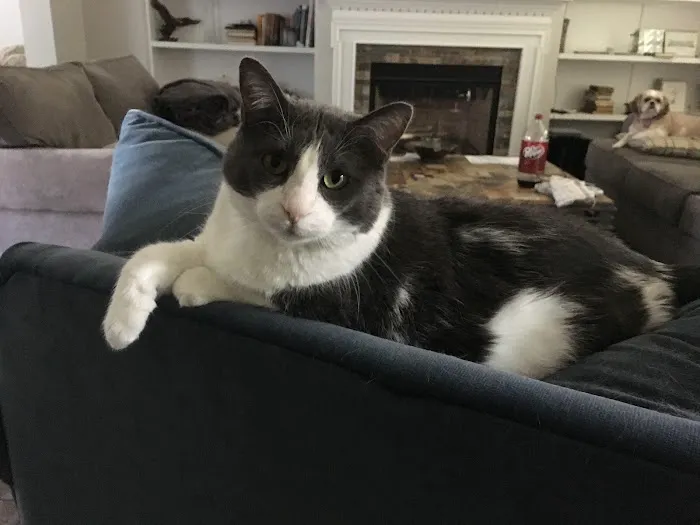 Gentle Doctor Animal Hospital Picture 5