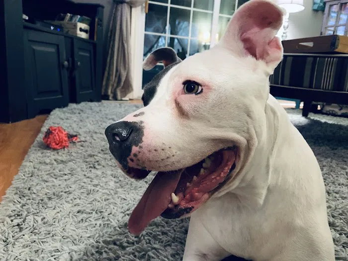 Gentle Doctor Animal Hospital Picture 7