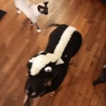 Paris Veterinary Clinic