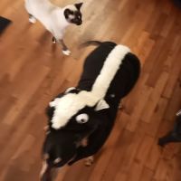 Paris Veterinary Clinic ico