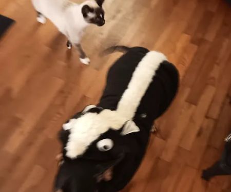 Paris Veterinary Clinic